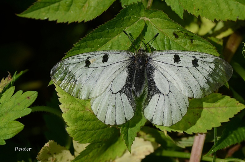 Schwarzer Apollo _Parnassius mnemosyne_.jpg